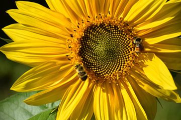 A sunflower in the garden by Claude Laprise