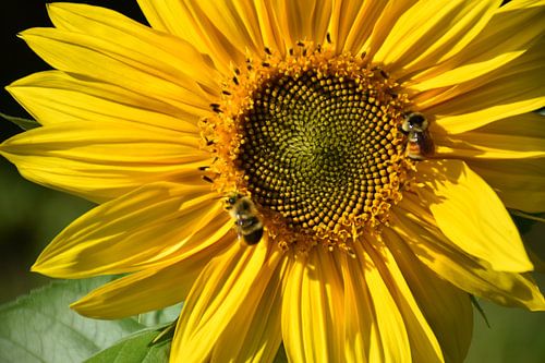 A sunflower in the garden