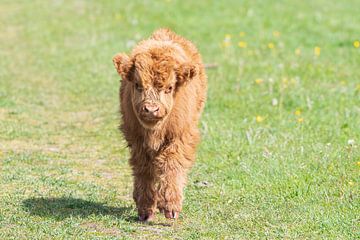 Schotse hooglanders als grote grazers in Nederland van Merijn Loch