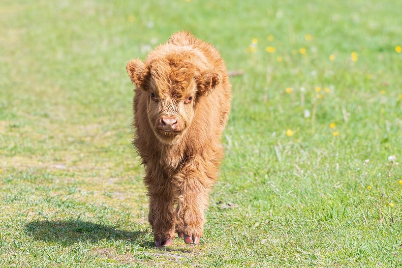 Scottish highlanders as large grazers in the Netherlands by Merijn Loch