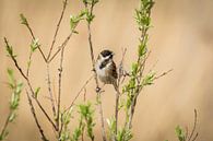 Reed bunting on a branch in the sun. von Eefje Proost Miniaturansicht