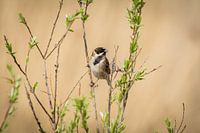 Reed bunting on a branch in the sun.