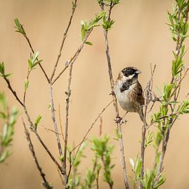 Reed bunting on a branch in the sun. von Eefje Proost