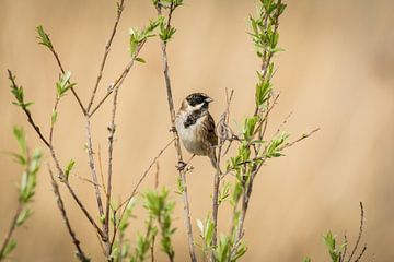 Reed bunting on a branch in the sun. sur Eefje Proost