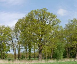 Oak trees in spring. by Wim vd Neut