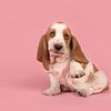 Basset pup / Cute playful white and tan basset hound puppy lifting its paw to van Elles Rijsdijk