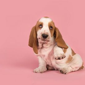 Basset pup / Cute playful white and tan basset hound puppy lifting its paw to van Elles Rijsdijk