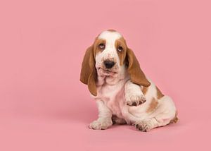Basset pup / Cute playful white and tan basset hound puppy lifting its paw to