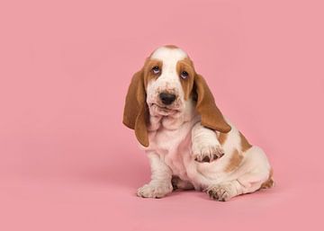 Basset pup / Cute playful white and tan basset hound puppy lifting its paw to