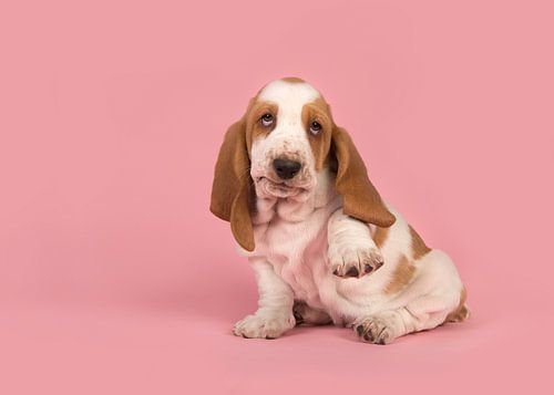 Basset pup / Cute playful white and tan basset hound puppy lifting its paw to