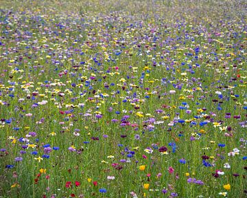 Idyllisch blauw gekleurd wilde bloemenveld in de zomer met korenbloem, mimosa, slaapmutsje van Jolanda de Jong-Jansen