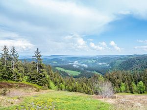 Panoramisch uitzicht over het Zwarte Woud van Animaflora PicsStock