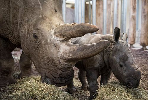 Klein neushoornjong naast haar moeder