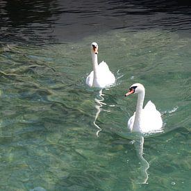 Cygnes sur Marvin Taschik