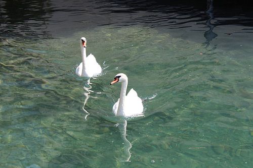 Zwanen van Marvin Taschik