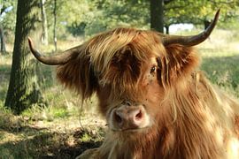 Scottish Highlander by Laura Reedijk