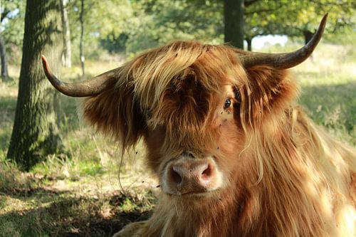 Schottischer Hochländer