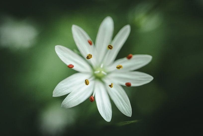 Coloured stamens flower by Jan