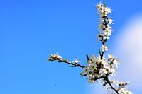 witte bloem in de lucht