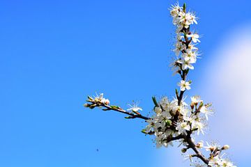 witte bloem in de lucht van kevin klesman