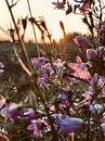 Sundowner van Nadi Wood thumbnail