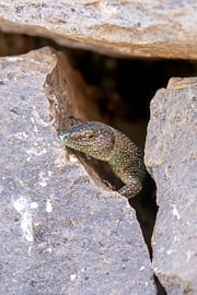 Madeira lizard on volcanic rock #8 by Charlotte Hagg