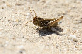 Sprinkhaan in het zand