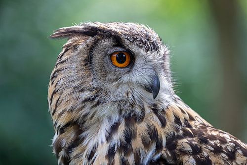 Uhu-Eule