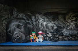 En sécurité avec le chien sur Bas Schneider