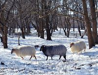 Winterschaf-Szene