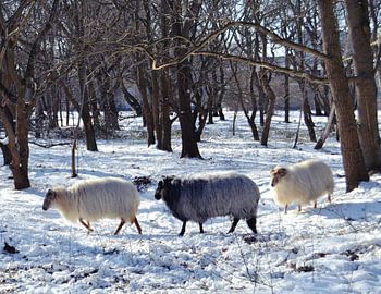 Winters schapen tafereel