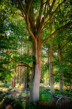 Ostfriesland - Wald- Mittagsstimmung