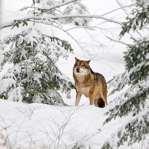 Wolf (Canis lupus)
