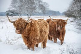 Scottish Highlanders in the snow by Coby Bergsma