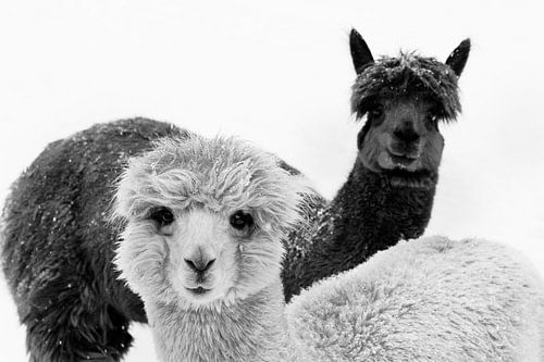 Alpaka
