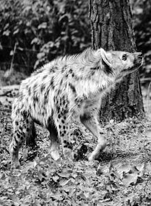 hyena von melissa demeunier