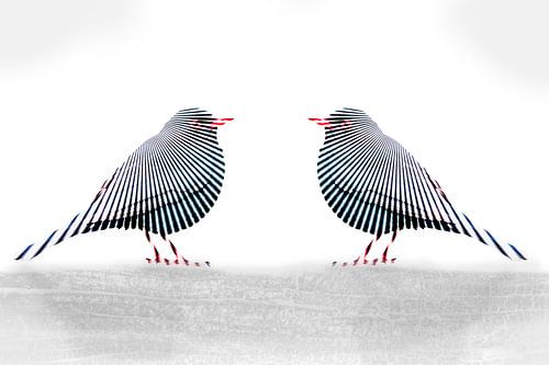 Blackbirds on a tree stump