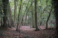 Sprookjesachtig bos van Ratna Bosch thumbnail