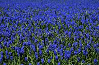 Blauwe druiven in bloemenvelden van Corine Dekker thumbnail