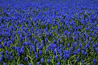 Blauwe druiven in bloemenvelden