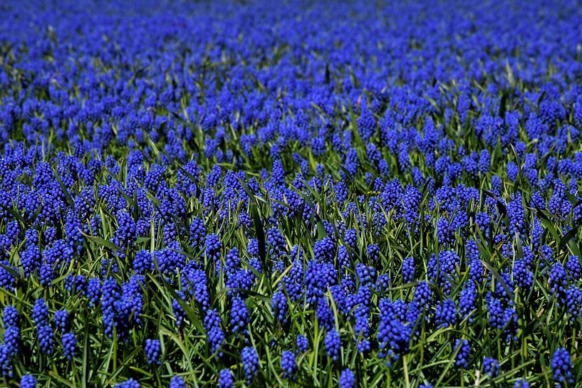 Blauwe druiven in bloemenvelden van Corine Dekker