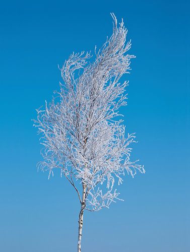 Frozen Birch