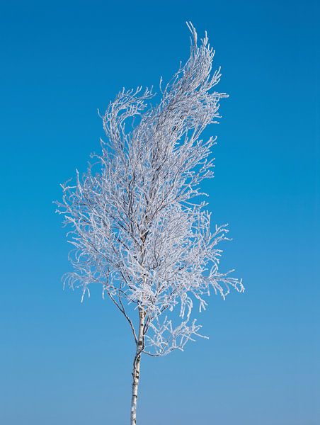 Bouleau argenté gelé par Ricardo Bouman Photographie