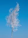 Frozen Birch by Ricardo Bouman Photography thumbnail