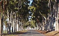 Eucalyptusbomenlaan