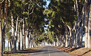 Eucalyptusbomenlaan van Werner Lehmann