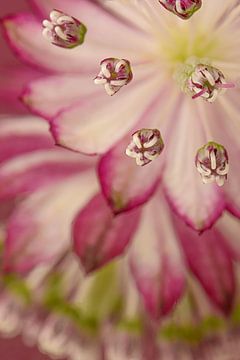 Eenvoud en kleurrijke rust:  Een stukje roze Zeeuws knoopje (Astrantia Major) met reflectie van Marjolijn van den Berg