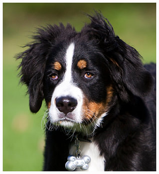 Berner Sennen pup