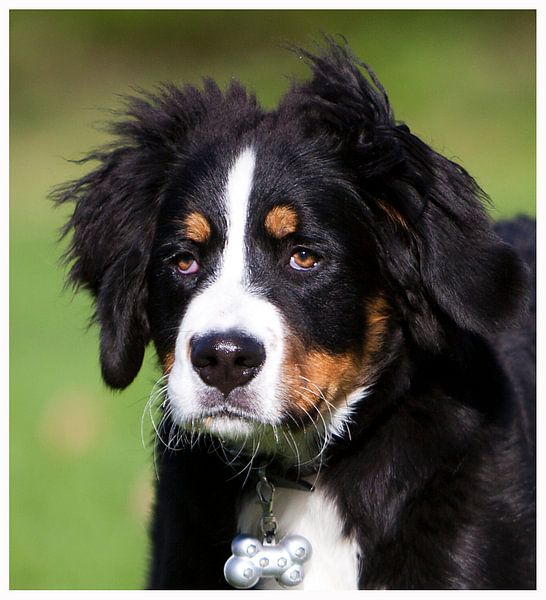 Berner Sennen pup par b- Arthouse Fotografie