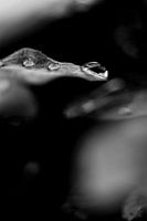 Droplet